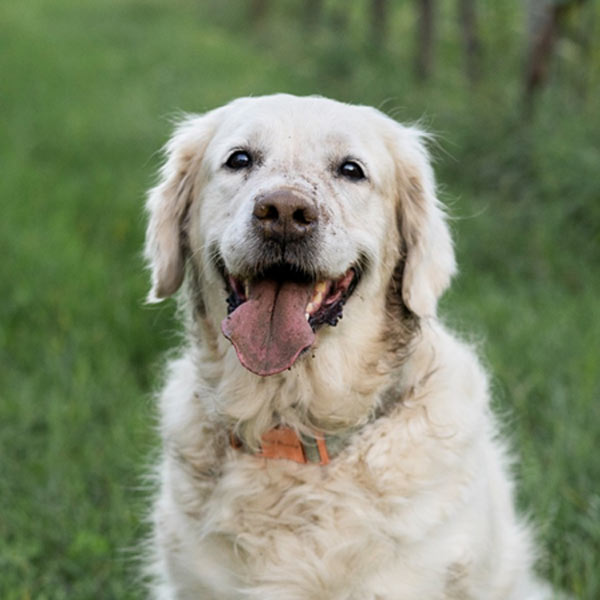 Emmi